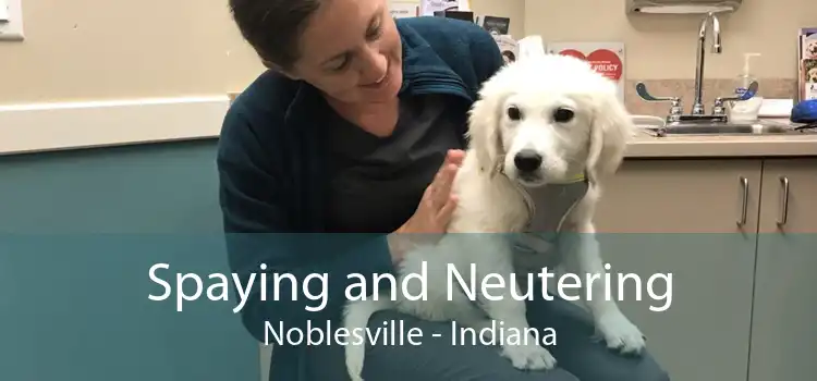 Spaying and Neutering Noblesville - Indiana