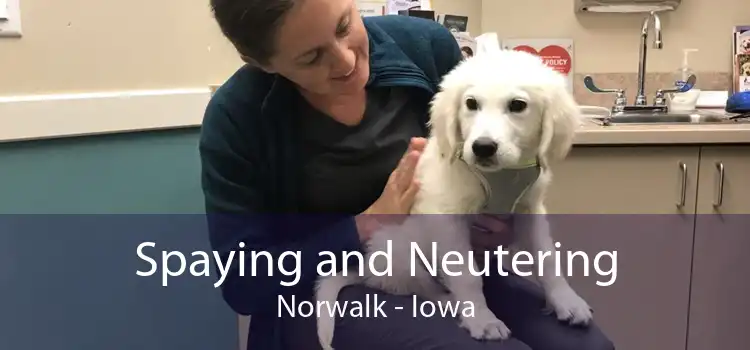 Spaying and Neutering Norwalk - Iowa