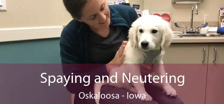 Spaying and Neutering Oskaloosa - Iowa