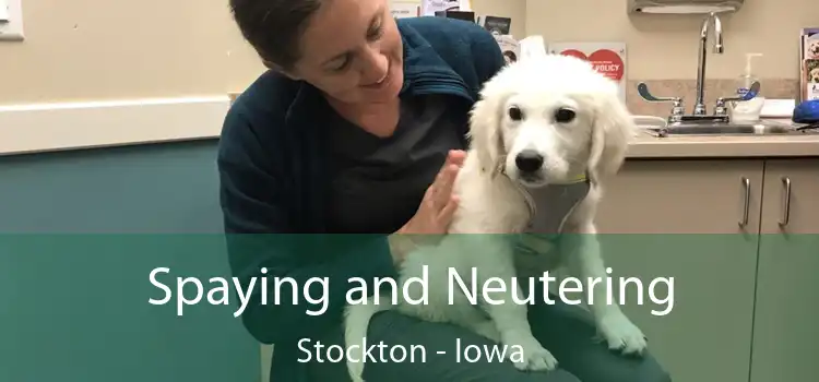 Spaying and Neutering Stockton - Iowa