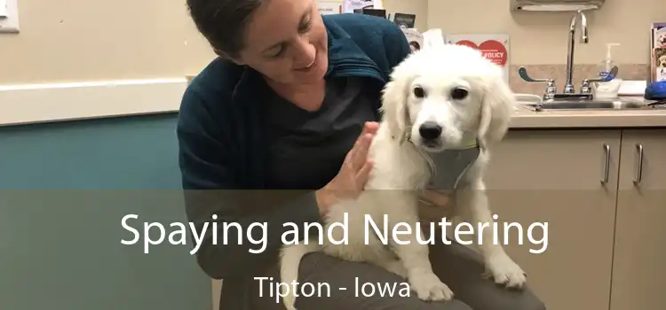 Spaying and Neutering Tipton - Iowa