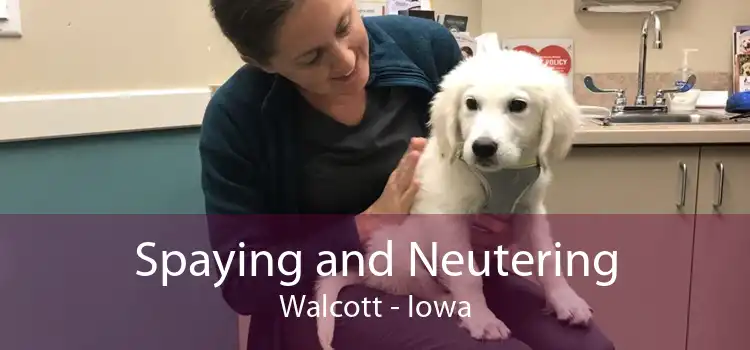 Spaying and Neutering Walcott - Iowa