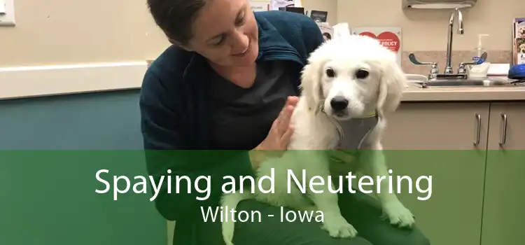Spaying and Neutering Wilton - Iowa