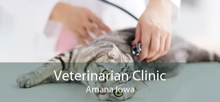 Veterinarian Clinic Amana Iowa