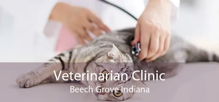 Veterinarian Clinic Beech Grove Indiana