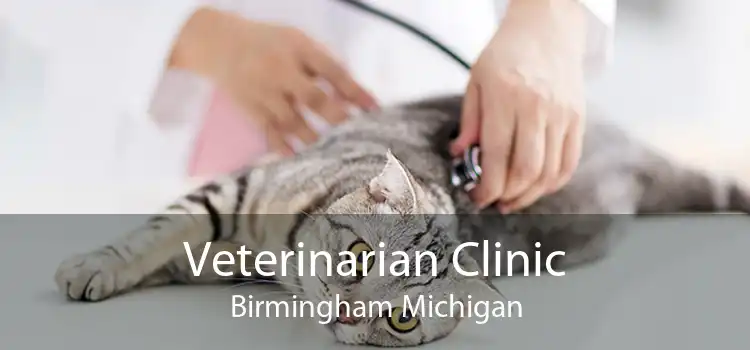 Veterinarian Clinic Birmingham Michigan