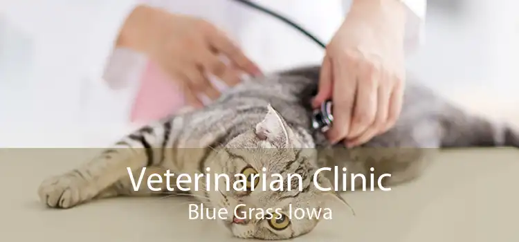 Veterinarian Clinic Blue Grass Iowa