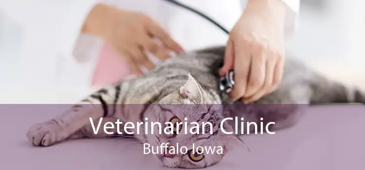 Veterinarian Clinic Buffalo Iowa
