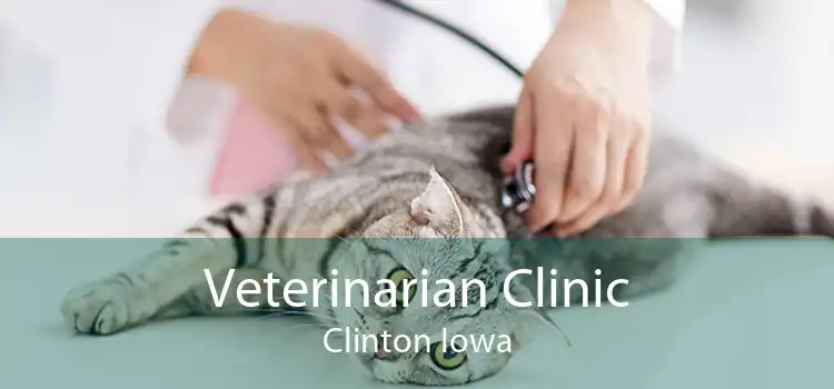 Veterinarian Clinic Clinton Iowa