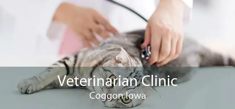 Veterinarian Clinic Coggon Iowa