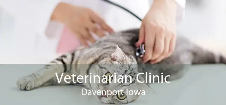Veterinarian Clinic Davenport Iowa
