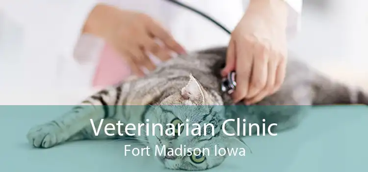 Veterinarian Clinic Fort Madison Iowa