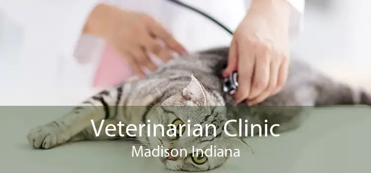 Veterinarian Clinic Madison Indiana