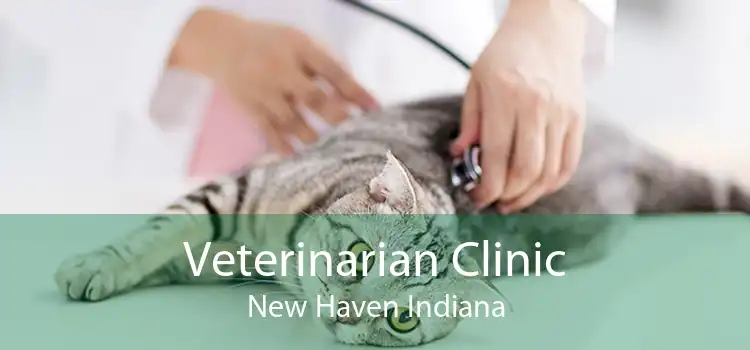Veterinarian Clinic New Haven Indiana