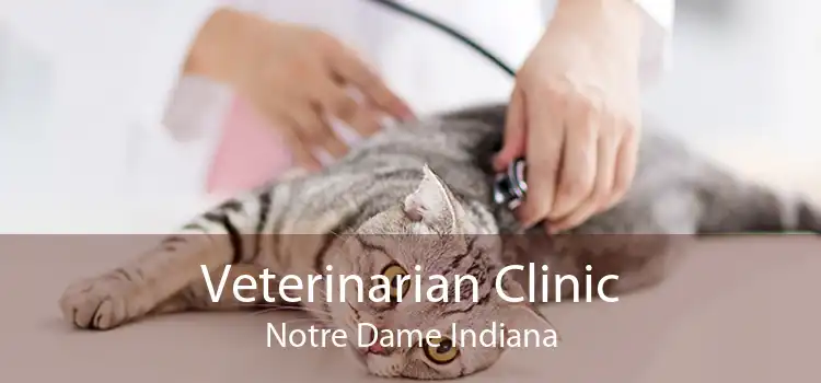 Veterinarian Clinic Notre Dame Indiana