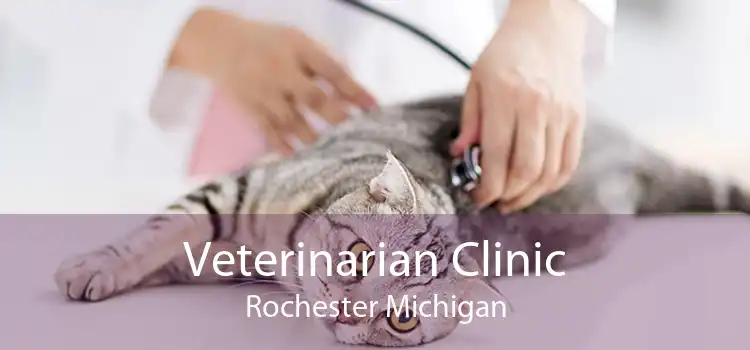 Veterinarian Clinic Rochester Michigan
