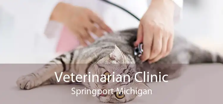 Veterinarian Clinic Springport Michigan