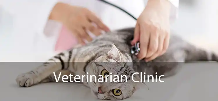 Veterinarian Clinic 