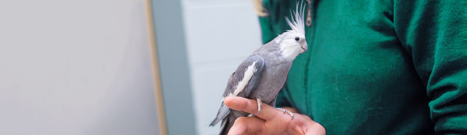 Bird Vet Grand Rapids Emergency Exotic Avian Vet Near Me