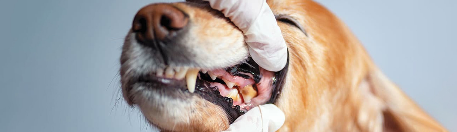 Dog Dentist Atlas Dog Dental Hygiene Clinic Near Me