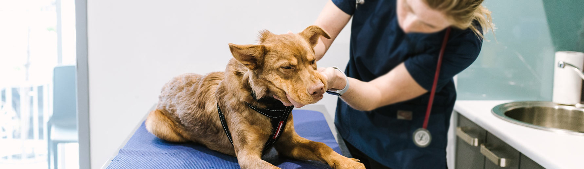 Emergency Vet Pittsfield 24 Hour Emergency Vet Near Me