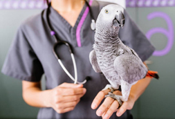 Bird Vet in Marquette city