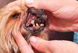 Caledonia township Dog Dentist