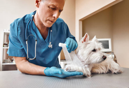 Schererville Emergency Vet