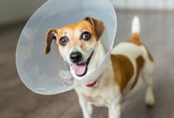 Rochester Hills Spaying and Neutering