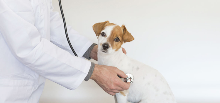 24/7 Vet Emergency Vet in Spring Lake 