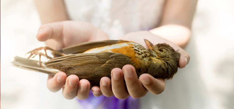 bird regular veterinary hospital in Wyoming