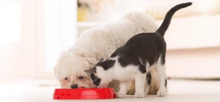 animal hospital nutritional guidance