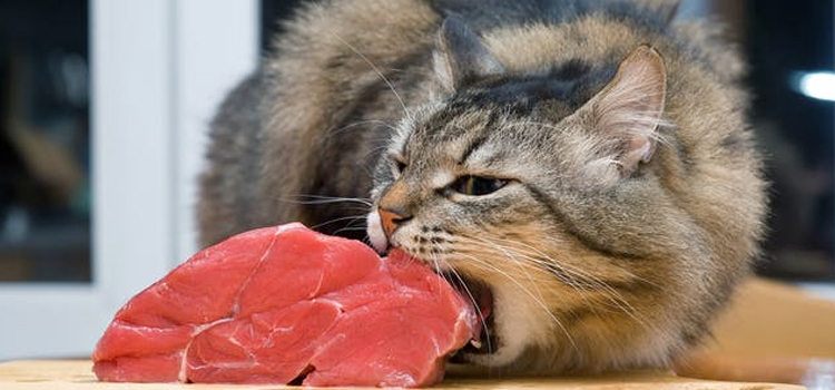 animal hospital nutritional consulting in Webster City