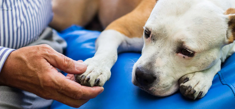 Dog Euthanasia Drugs in Ankeny