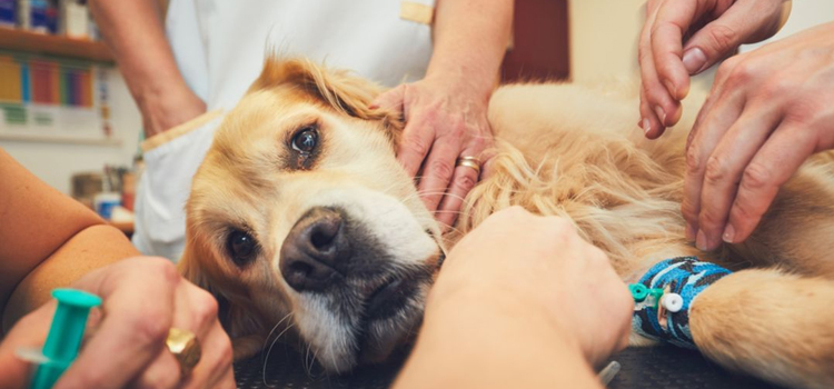 Antwerp pet emergency dispensary