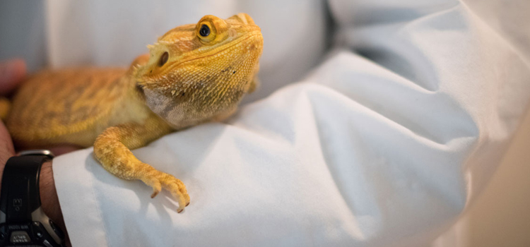 experienced vet care for reptiles