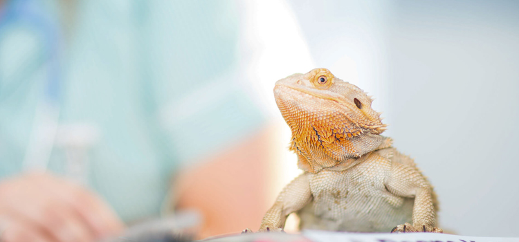 experienced vet care for reptiles in Donahue